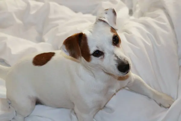 Собака Лежит Кровати — стоковое фото