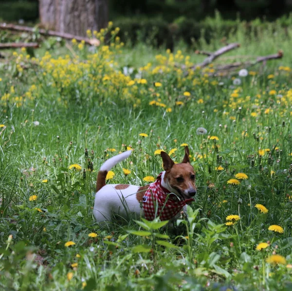 Parktaki köpek