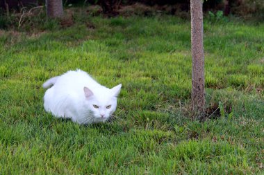 Çimlerin üzerindeki kedi