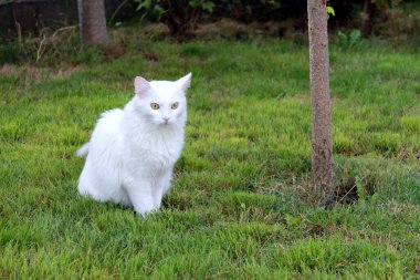 Otların arasındaki beyaz kedi