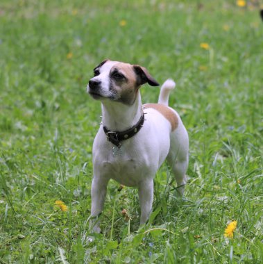 Parktaki köpek