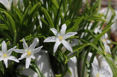 Bahçede beyaz çiçekler