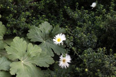 Bahçedeki güzel çiçekler