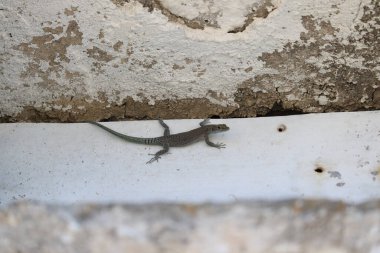 Duvardaki kertenkele