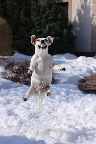 雪の中の犬 — ストック写真