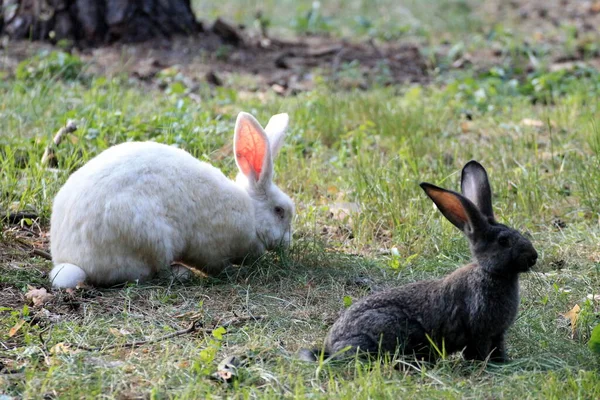 Conejo Blanco Negro Hierba — Foto de Stock