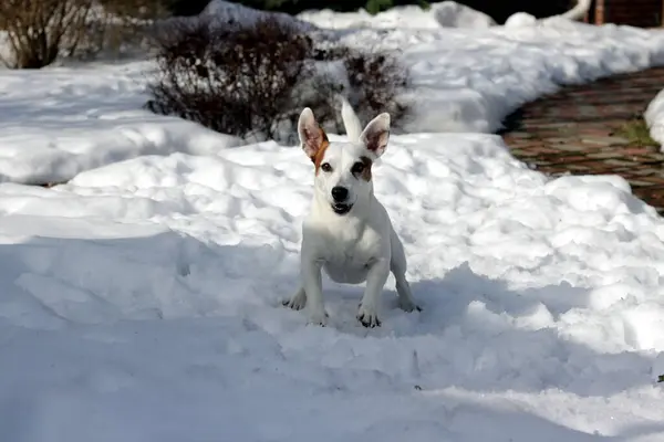 Cane Nella Neve — Foto Stock