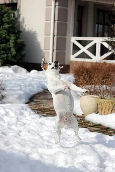 Cão Bonito Neve — Fotografia de Stock