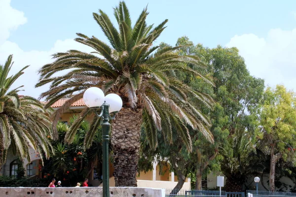 Parktaki palmiye ağaçları