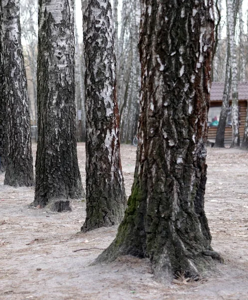 Floresta Vidoeiro Inverno — Fotografia de Stock