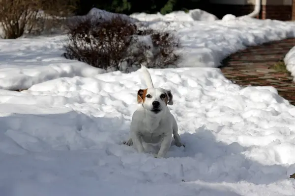 Cane Nella Neve — Foto Stock