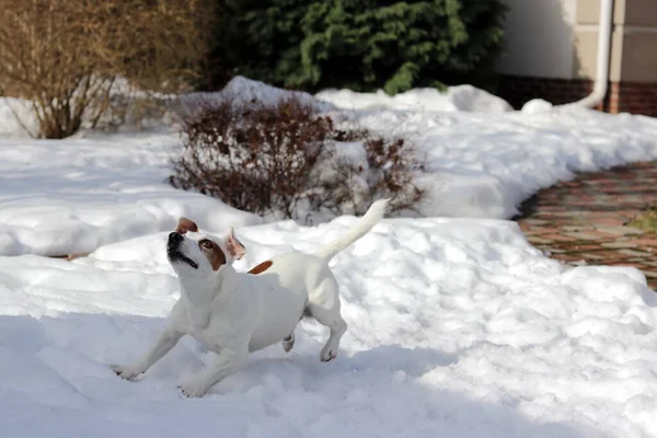 Cane Nella Neve — Foto Stock