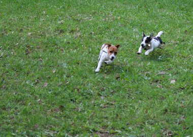 Köpek çayırda koşuyor.
