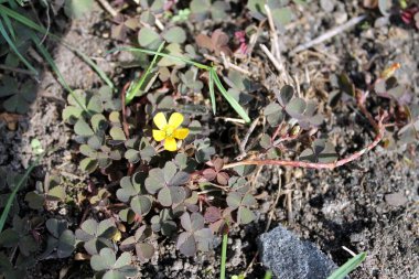 Bahçedeki güzel çiçekler
