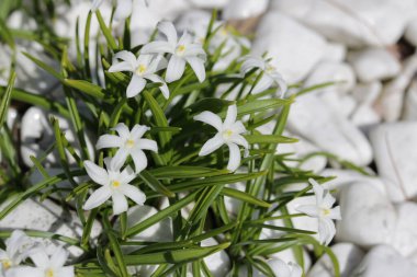 Bahçedeki vadinin beyaz çiçekleri