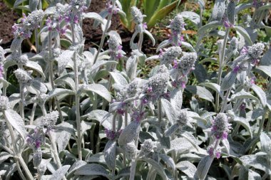 Bahçedeki güzel çiçekler