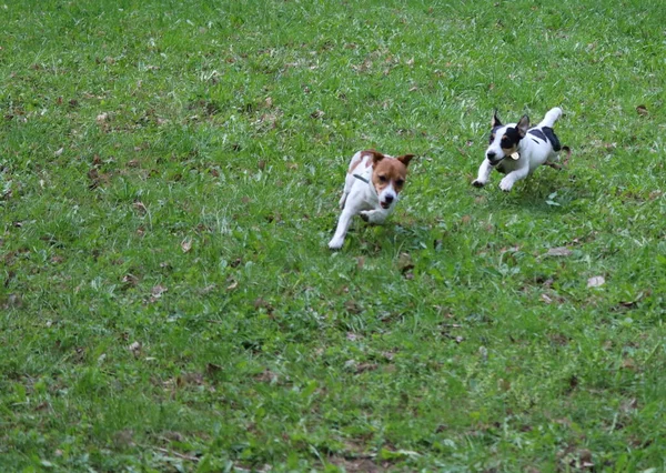 Cão Correndo Prado — Fotografia de Stock