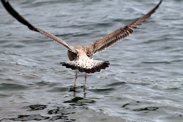 Meeuwen Die Zee Vliegen — Stockfoto