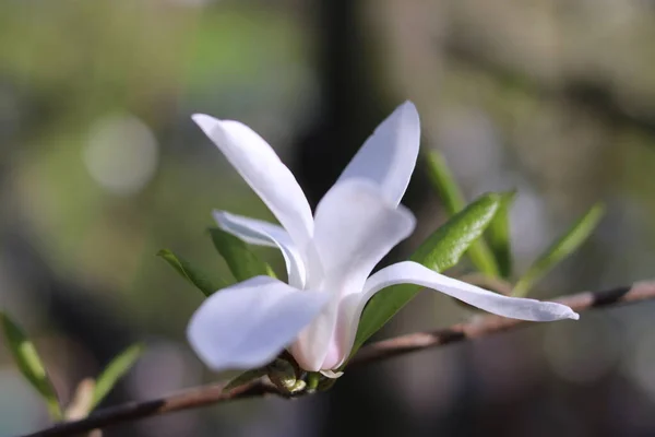 Vackra Vita Magnolia Blommor Trädgården — Stockfoto