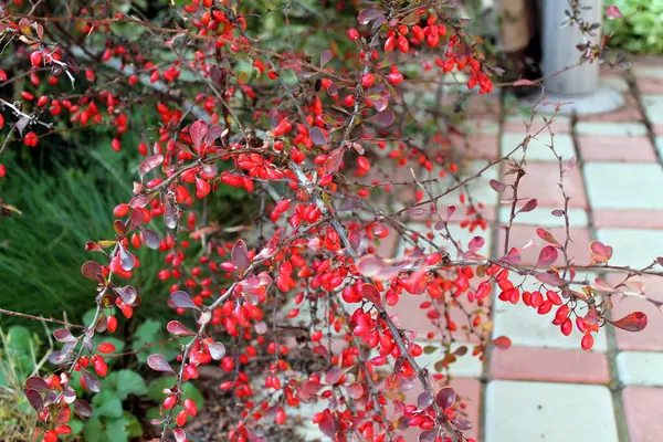 Bagas Vermelhas Uma Árvore Jardim — Fotografia de Stock