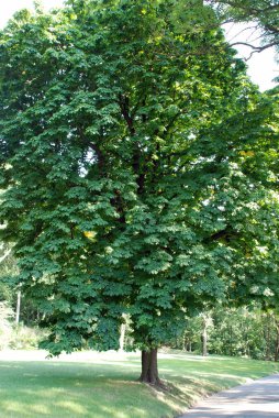 Parktaki yeşil ağaçlar