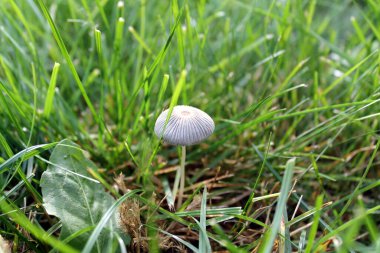 Ormanda büyüyen mantar