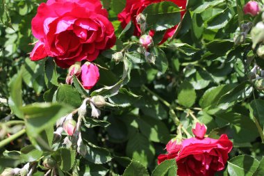 Bahçedeki güzel güller