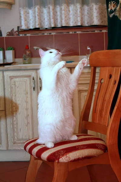 Niedliche Katze Zimmer — Stockfoto