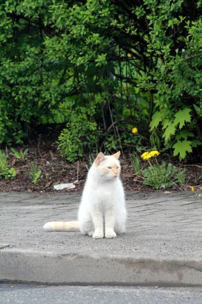 Chat Assis Dans Rue — Photo