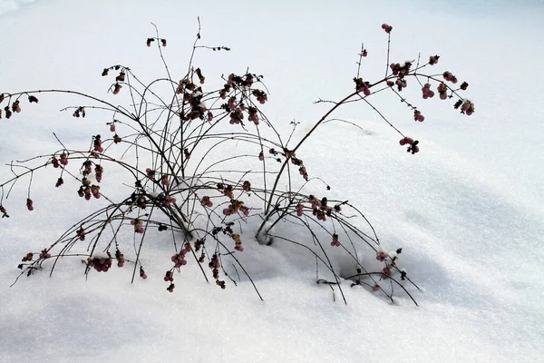 Schneebedeckte Äste Eines Baumes Winter — Stockfoto