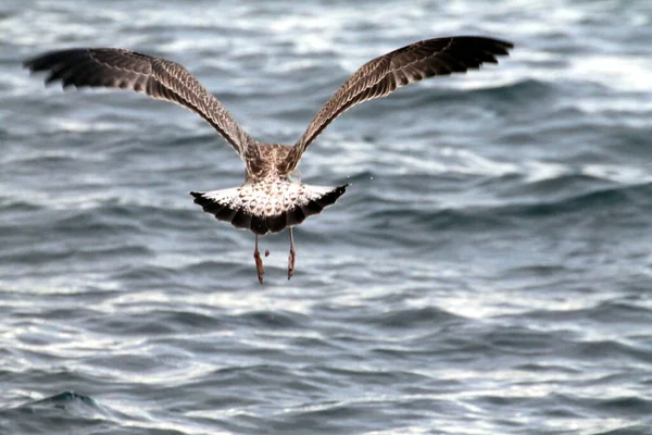 Gaviota Volando Mar —  Fotos de Stock