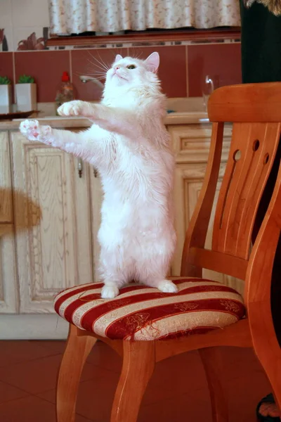 Lindo Gato Sentado Mesa — Foto de Stock