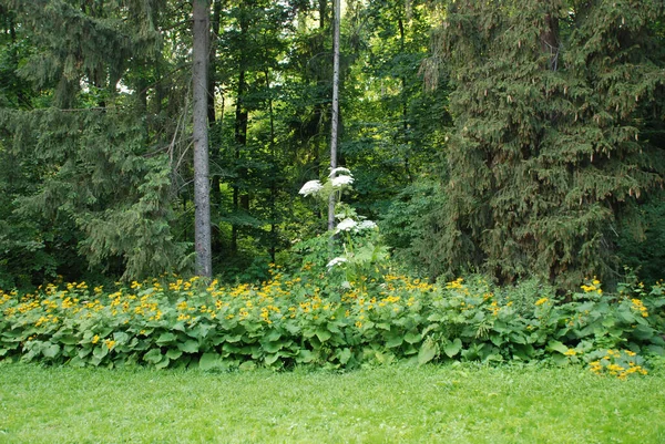 Schöne Blumen Garten — Stockfoto