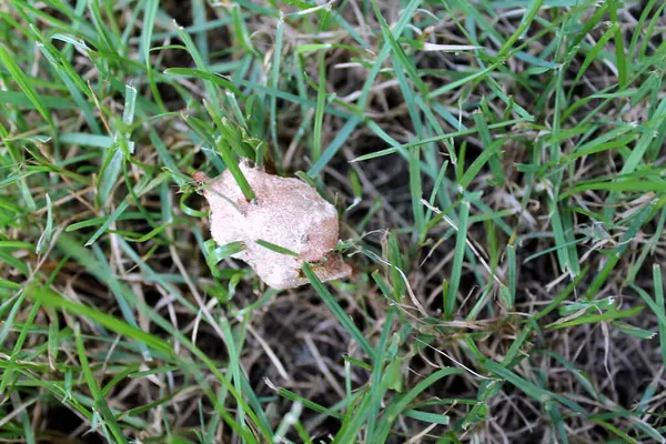 Closeup Shot Frog Green Grass — Stock Photo, Image