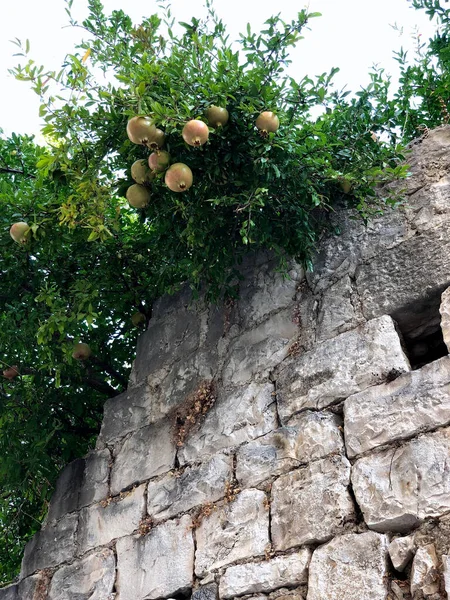 Ağaçlı Yeşil Beyaz Taş Duvar — Stok fotoğraf