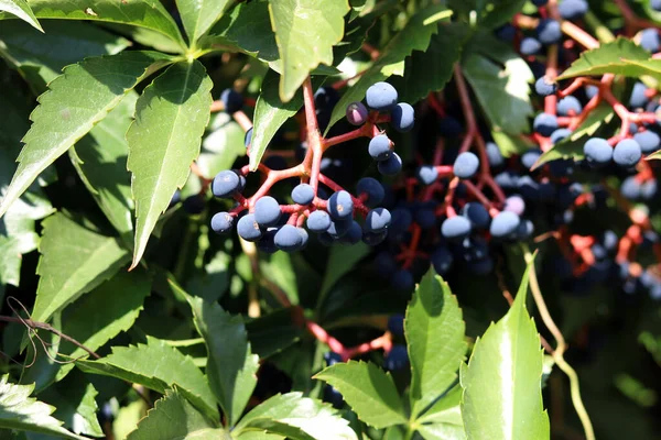 Primer Plano Racimo Uvas Maduras Árbol — Foto de Stock