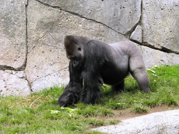 Singe Noir Dans Zoo — Photo