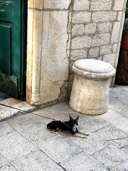 Собака Сидит Улице — стоковое фото