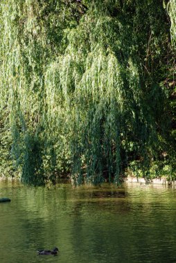 Ormandaki gölün güzel manzarası