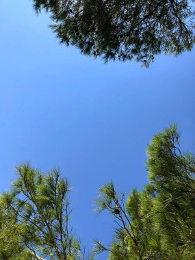 Ormanın güzel manzarası