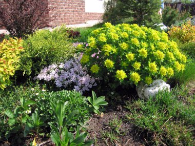 Güzel botanik fotoğrafı, doğal duvar kağıdı.