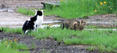 Otların arasında siyah bir kedi