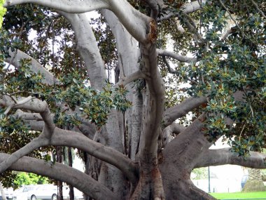 Parktaki yeşil ağaç