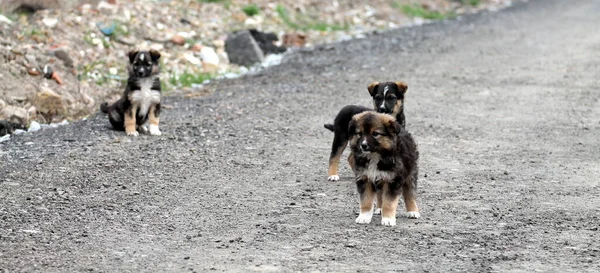 市内の犬は — ストック写真