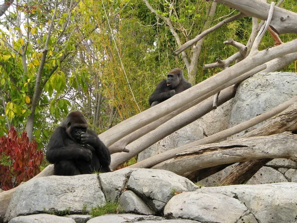 Macaco Negro Jardim Zoológico — Fotografia de Stock