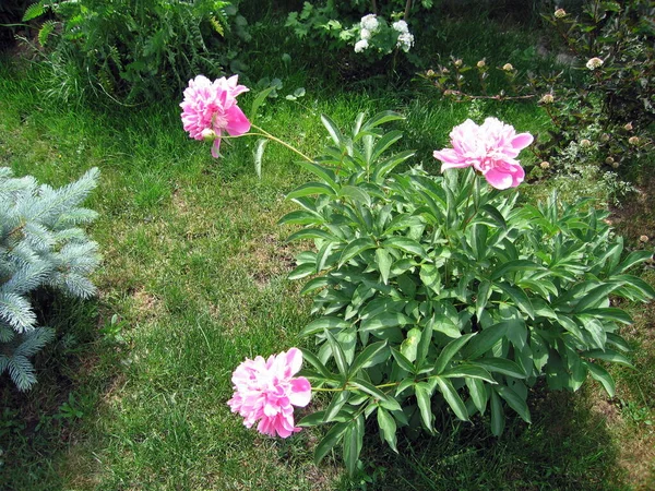 Belles Fleurs Dans Jardin — Photo