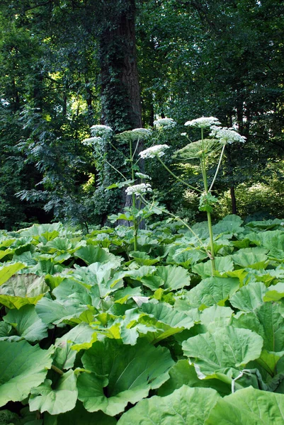 Grüne Blätter Einer Pflanze Garten — Stockfoto