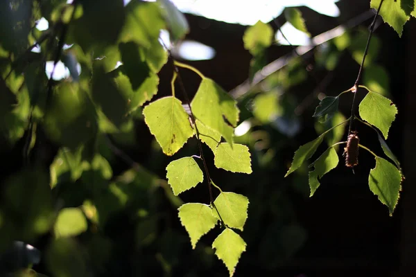 Folhas Verdes Floresta — Fotografia de Stock