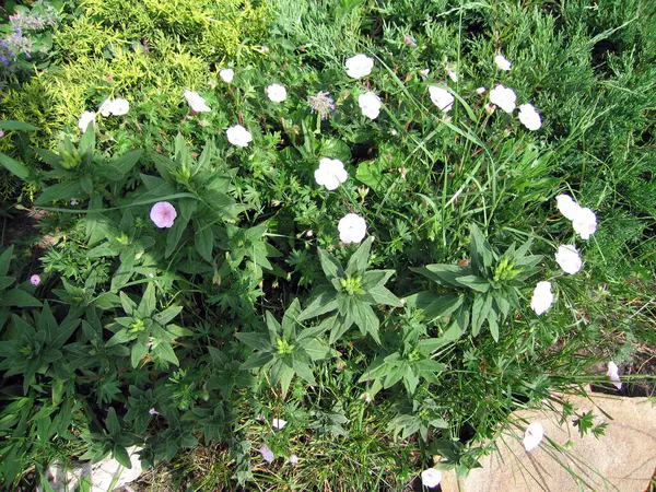 Beautiful Flowers Garden — Stock Photo, Image