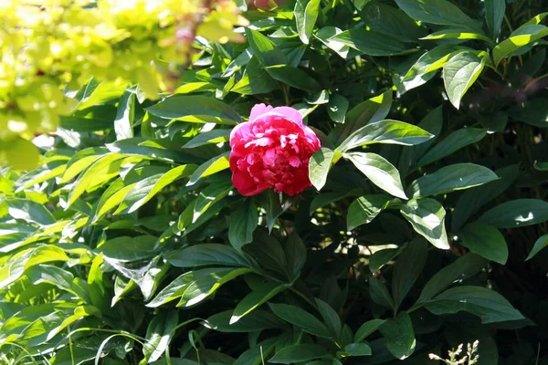 美丽的植物学照片 天然壁纸 — 图库照片